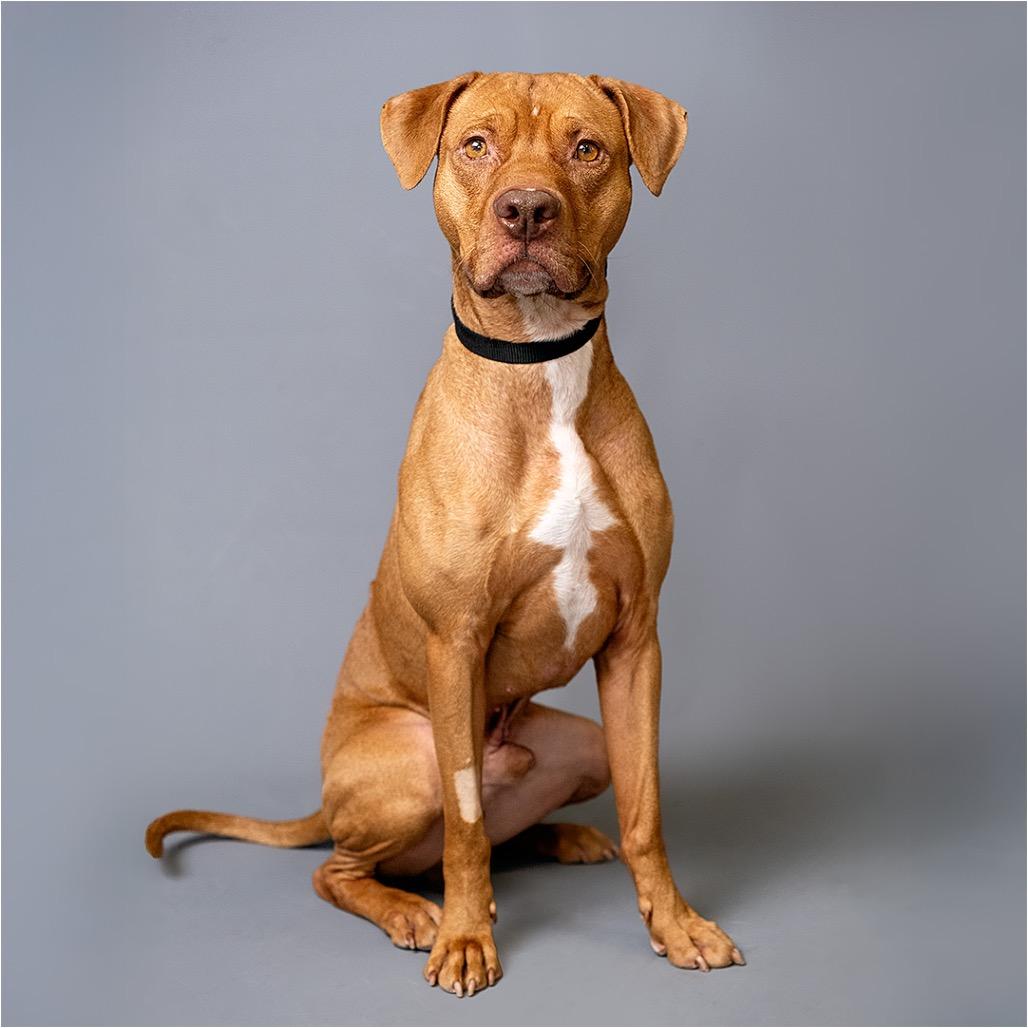 Enlarge Connor, a Adoptable Mixed Breed in Palm Springs, CA image 2/2