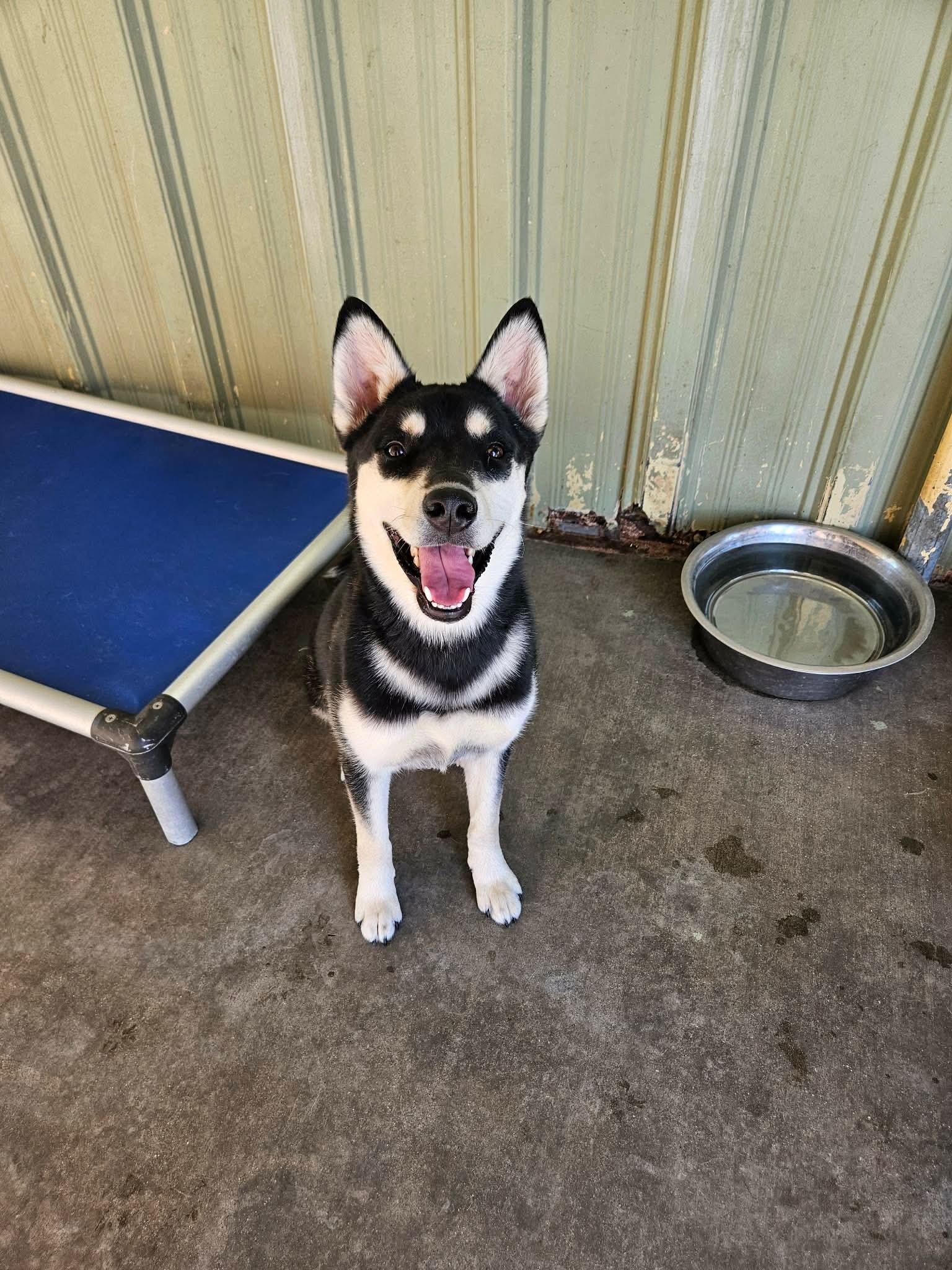 Jemma, Adopted, Puppy Female Husky & Shiba Inu.
