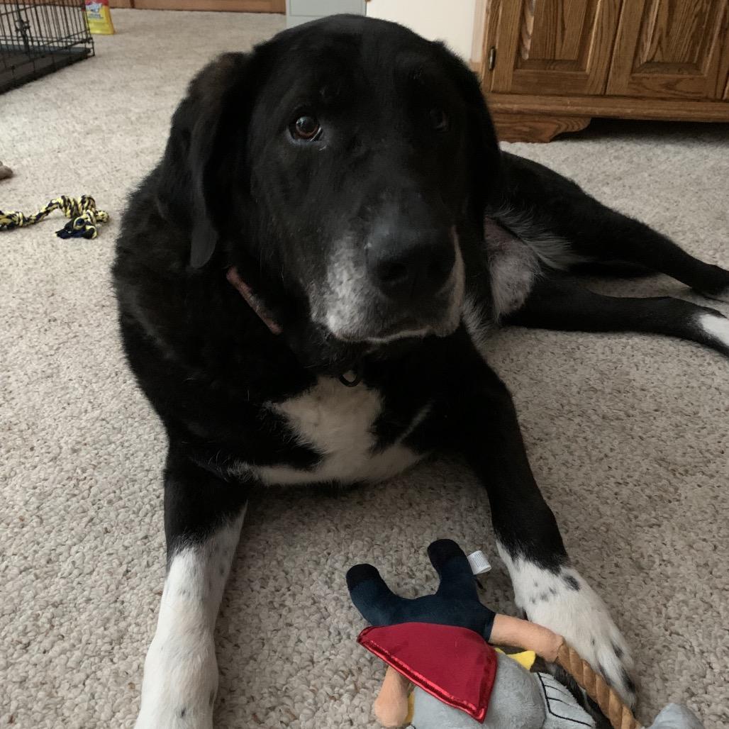 Arlo ER, Adoptable, Senior Male Great Pyrenees & Mixed Breed.