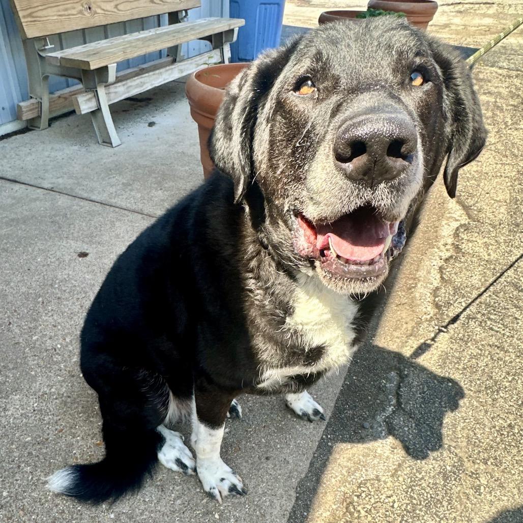 Arlo ER, a Adoptable mixed breed in Union, MO image 2/6