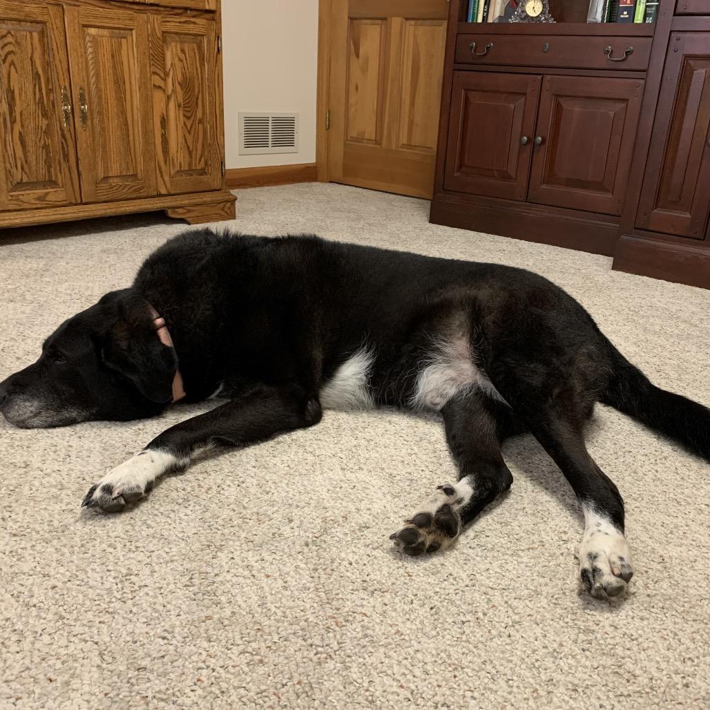 Arlo ER, a Adoptable mixed breed in Union, MO image 3/6