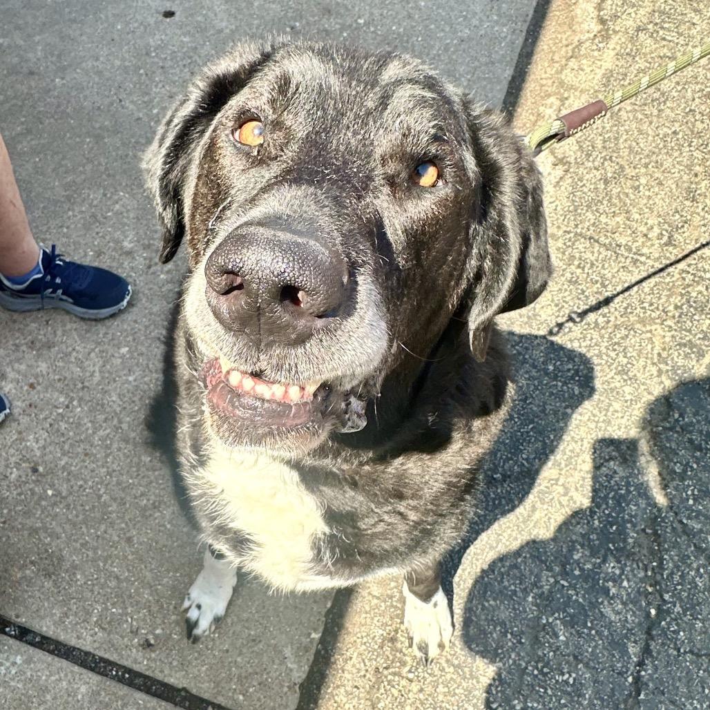 Arlo ER, a Adoptable mixed breed in Union, MO image 4/6