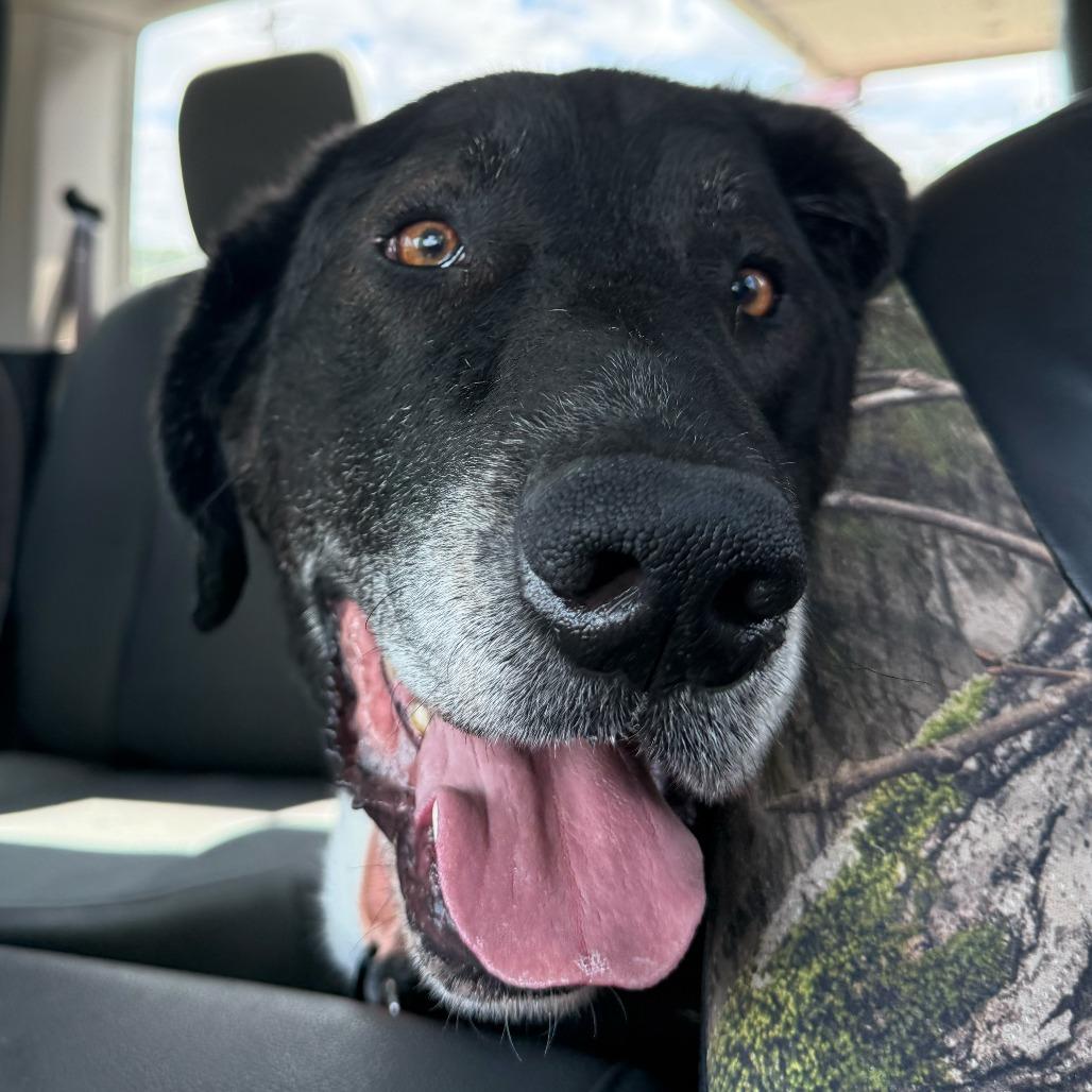 Arlo ER, a Adoptable mixed breed in Union, MO image 5/6