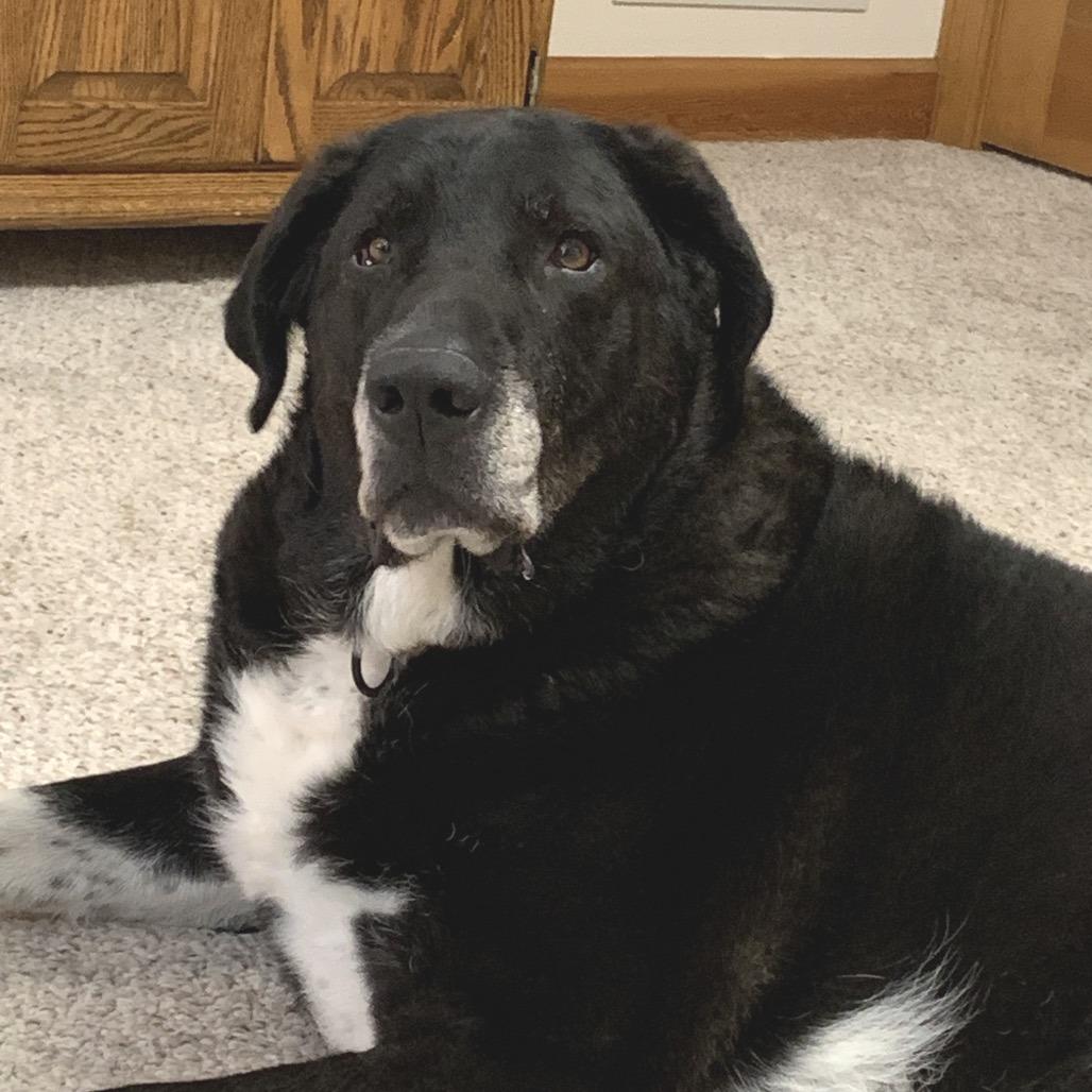 Arlo ER, a Adoptable mixed breed in Union, MO image 6/6