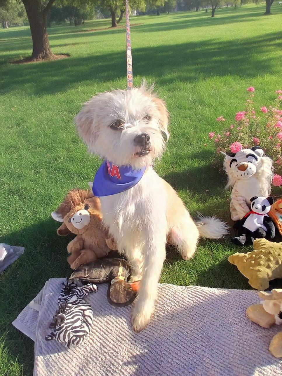 Patricio, ADOPTABLE, Adult Male Maltese & Terrier.
