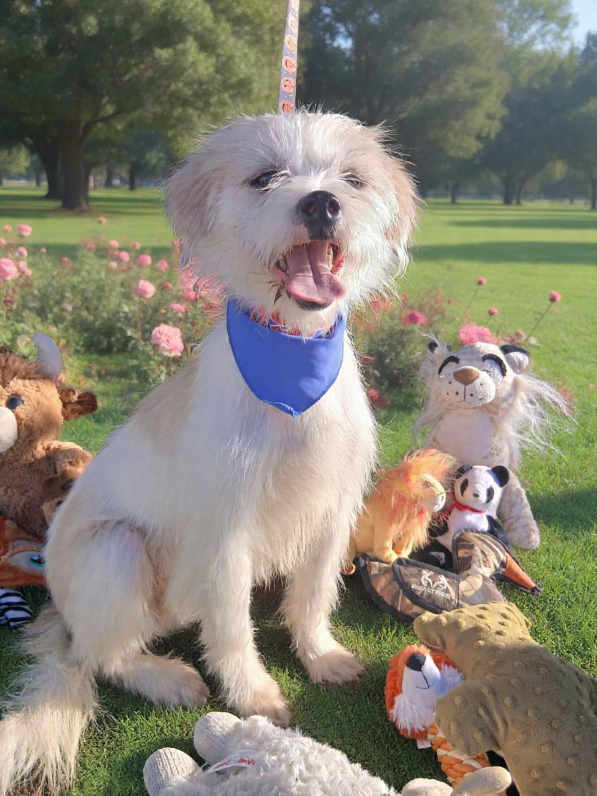 Patricio, a ADOPTABLE mixed breed in Los Angeles, CA image 3/3