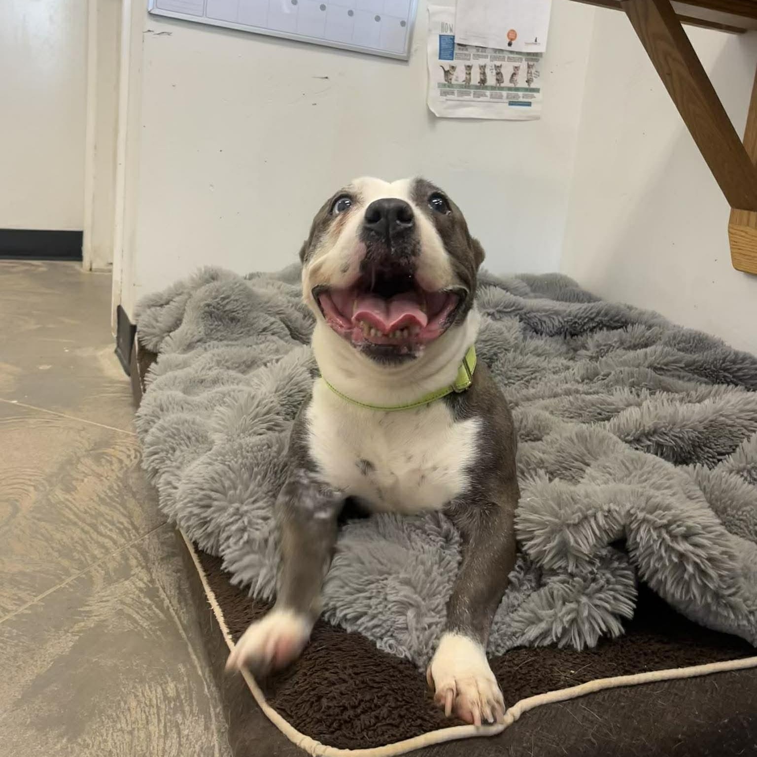 Enlarge Emerald , a ADOPTABLE mixed breed in Roosevelt, UT image 4/4