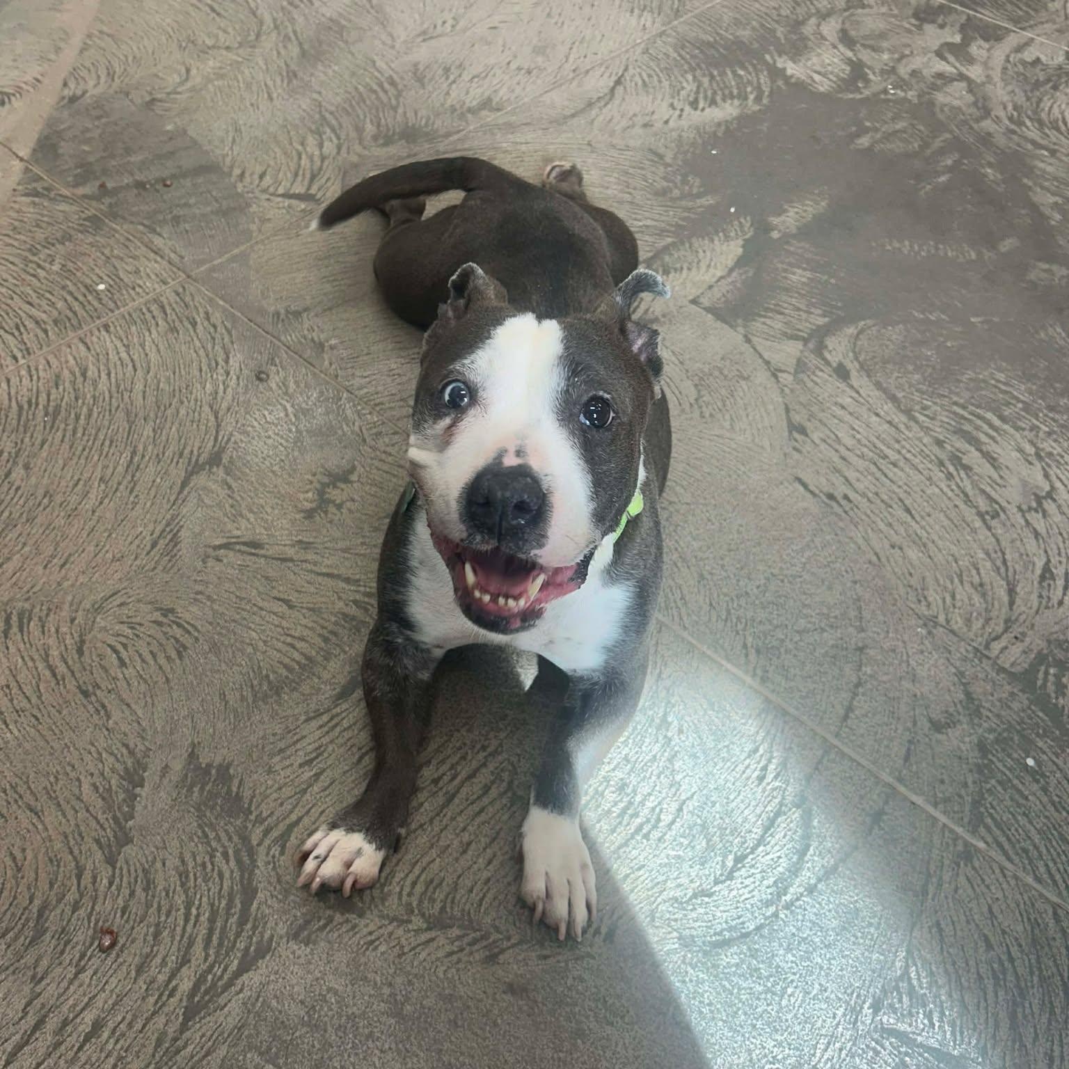 Enlarge Emerald , a ADOPTABLE mixed breed in Roosevelt, UT image 3/4