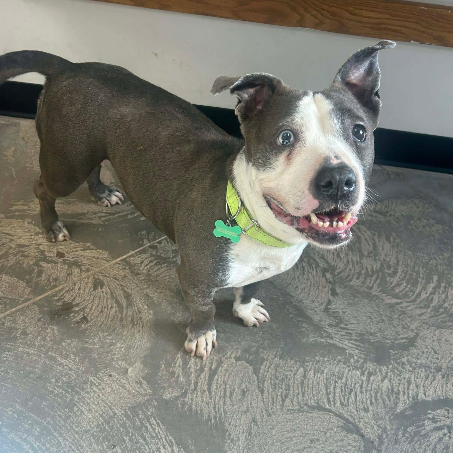 Emerald , ADOPTABLE, Senior Female Pit Bull Terrier.
