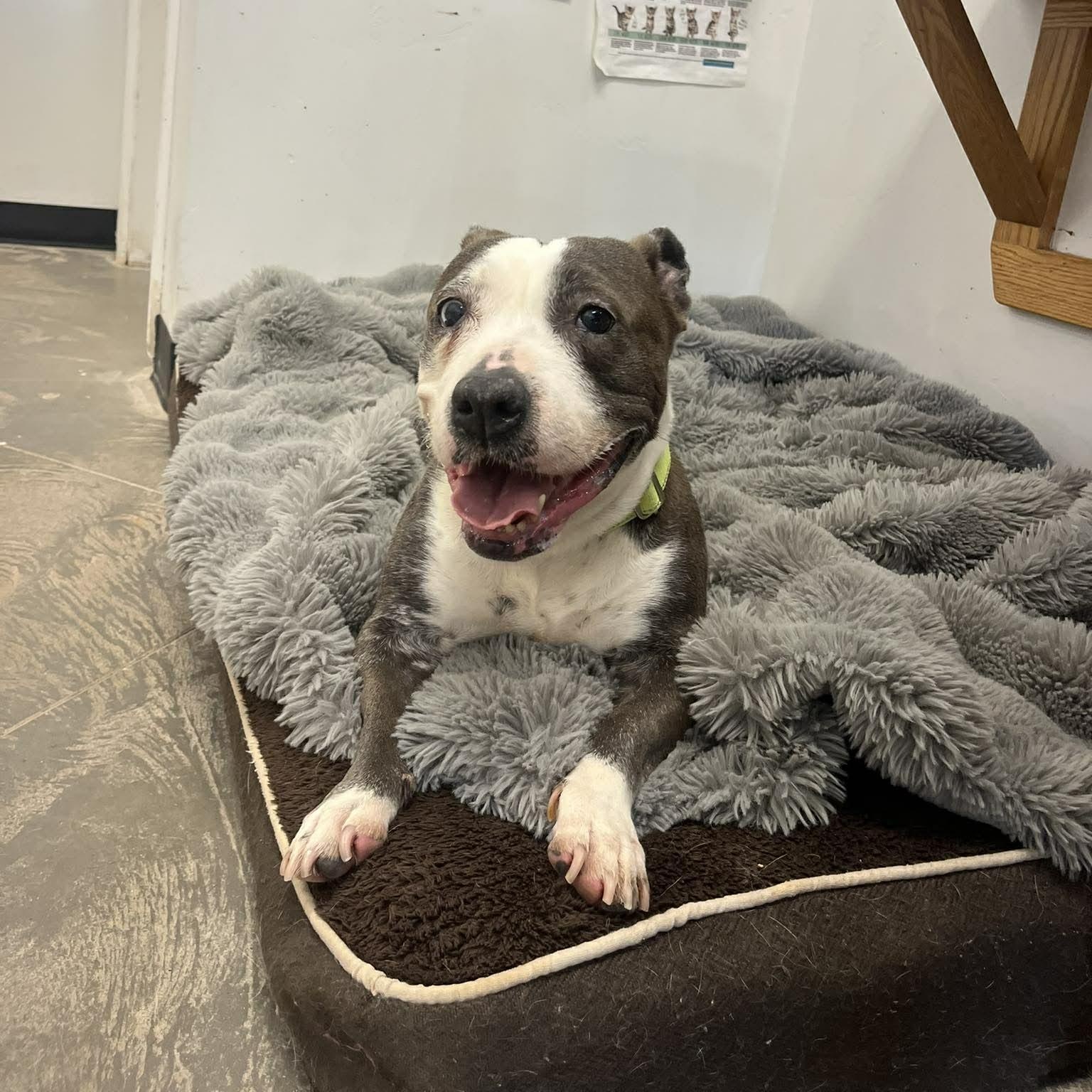 Enlarge Emerald , a ADOPTABLE mixed breed in Roosevelt, UT image 2/4