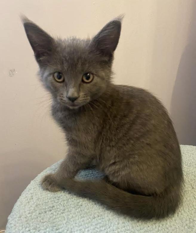 Roulette, Baby Female Domestic Short Hair