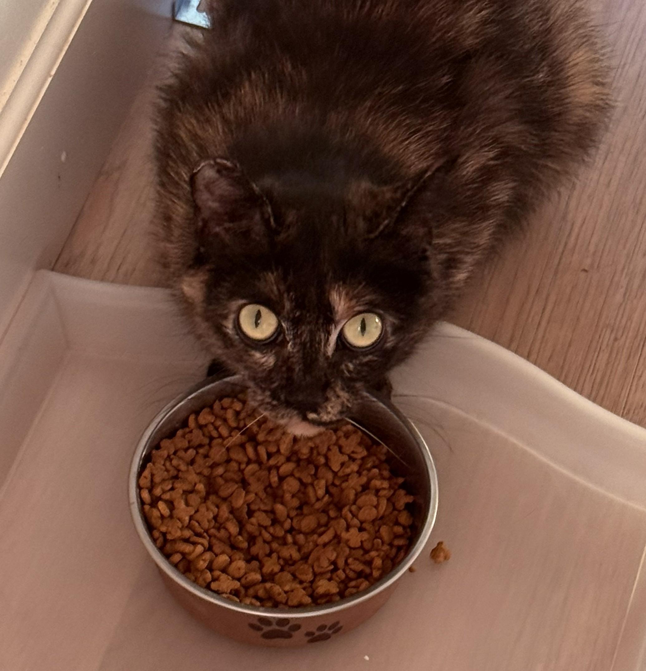 Katniss – The Quiet Tortie with Wise Owl Eyes, a ADOPTABLE Tortoiseshell in Prescott, AZ image 3/3
