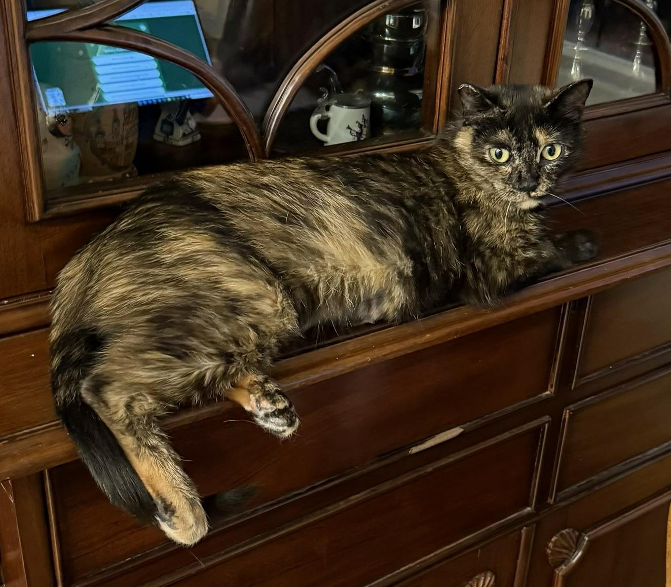 Katniss – The Quiet Tortie with Wise Owl Eyes, a ADOPTABLE Tortoiseshell in Prescott, AZ image 2/3