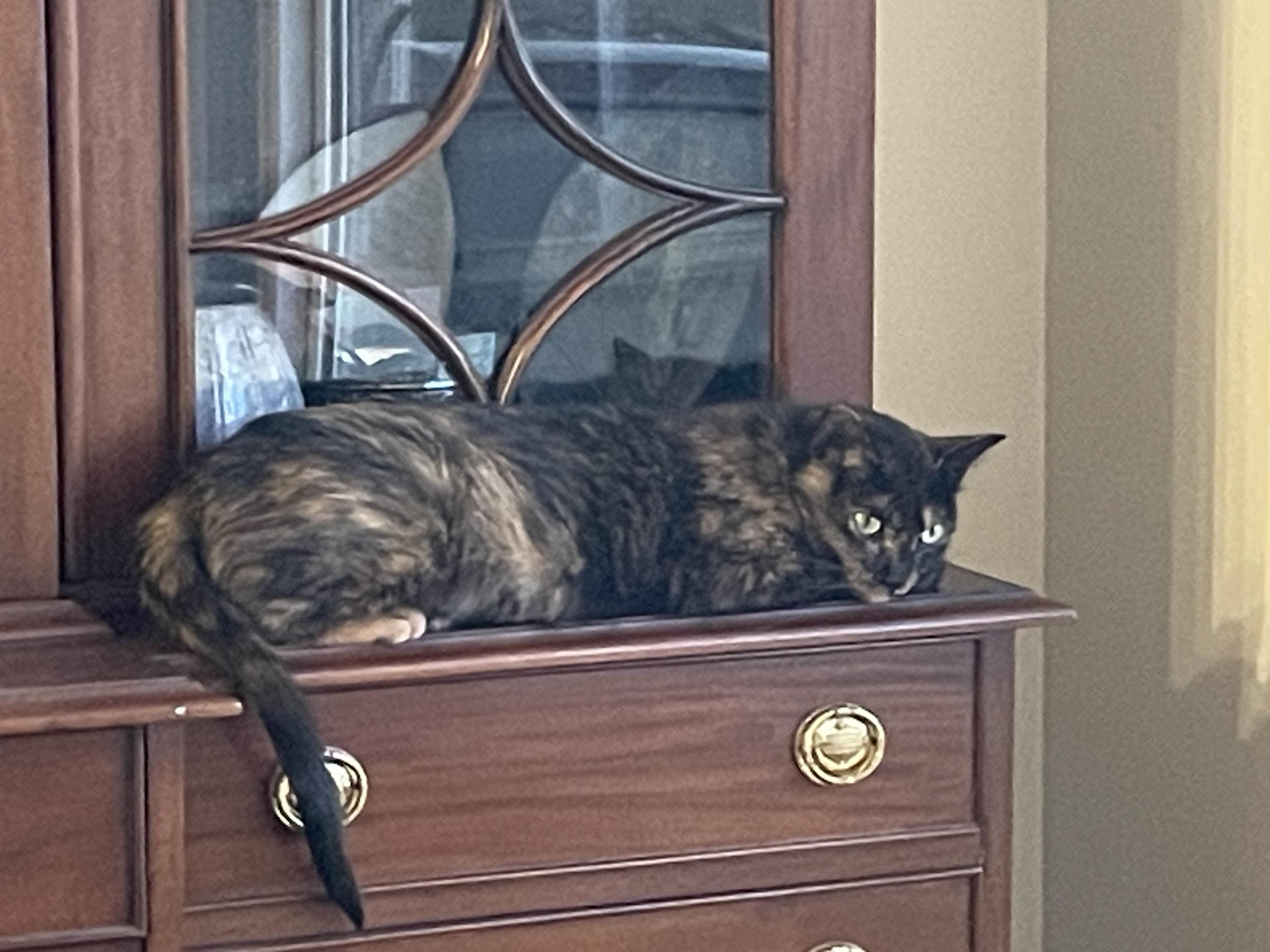 Katniss – The Quiet Tortie with Wise Owl Eyes, ADOPTABLE, Adult Female Tortoiseshell.