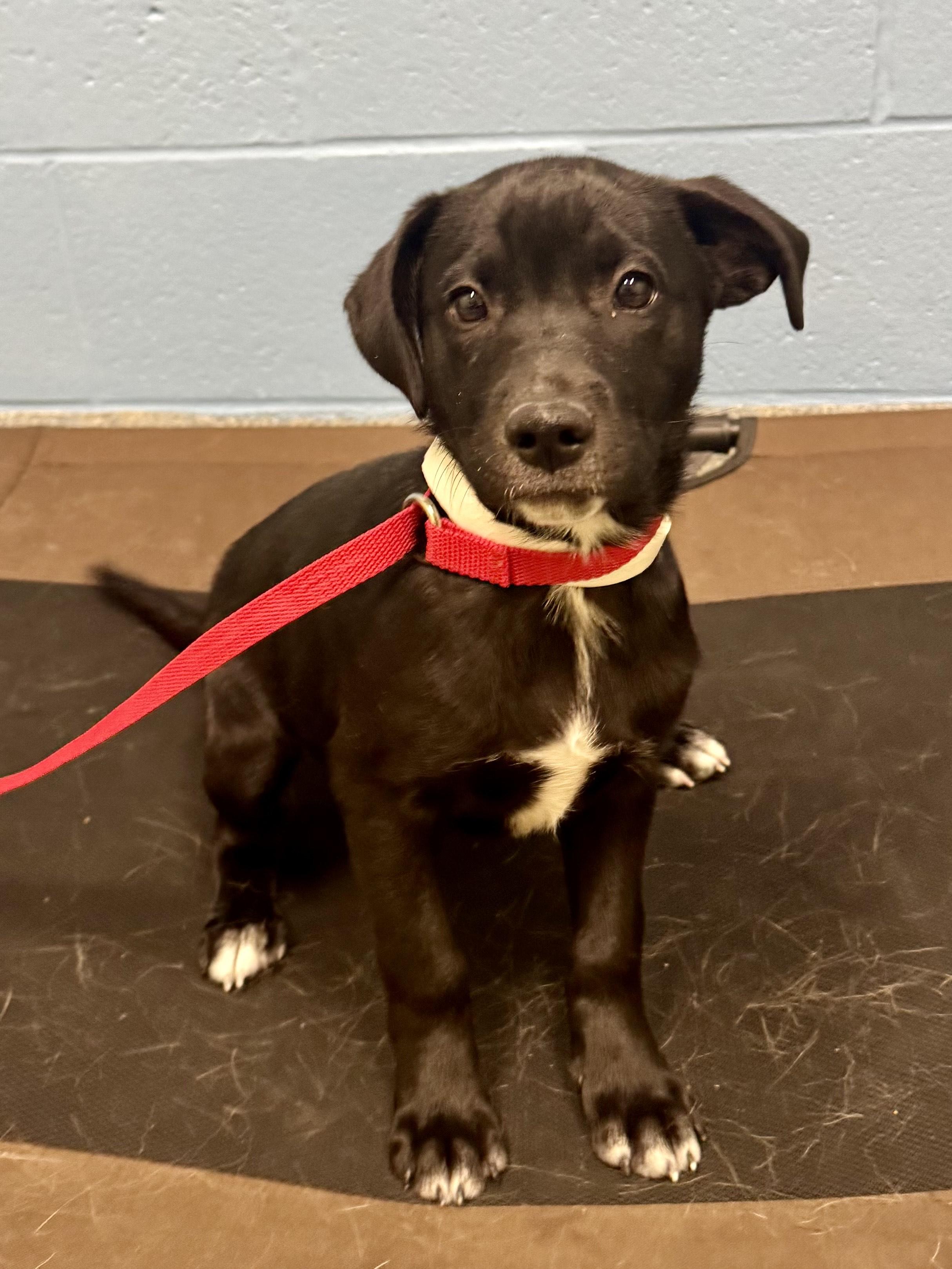 Enlarge Stella, an adopted mixed breed in St. Joseph, MI image 1/1