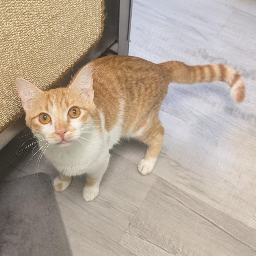 Enlarge Princess Peach, a Adoptable Domestic Short Hair in Emporia, KS image 1/1