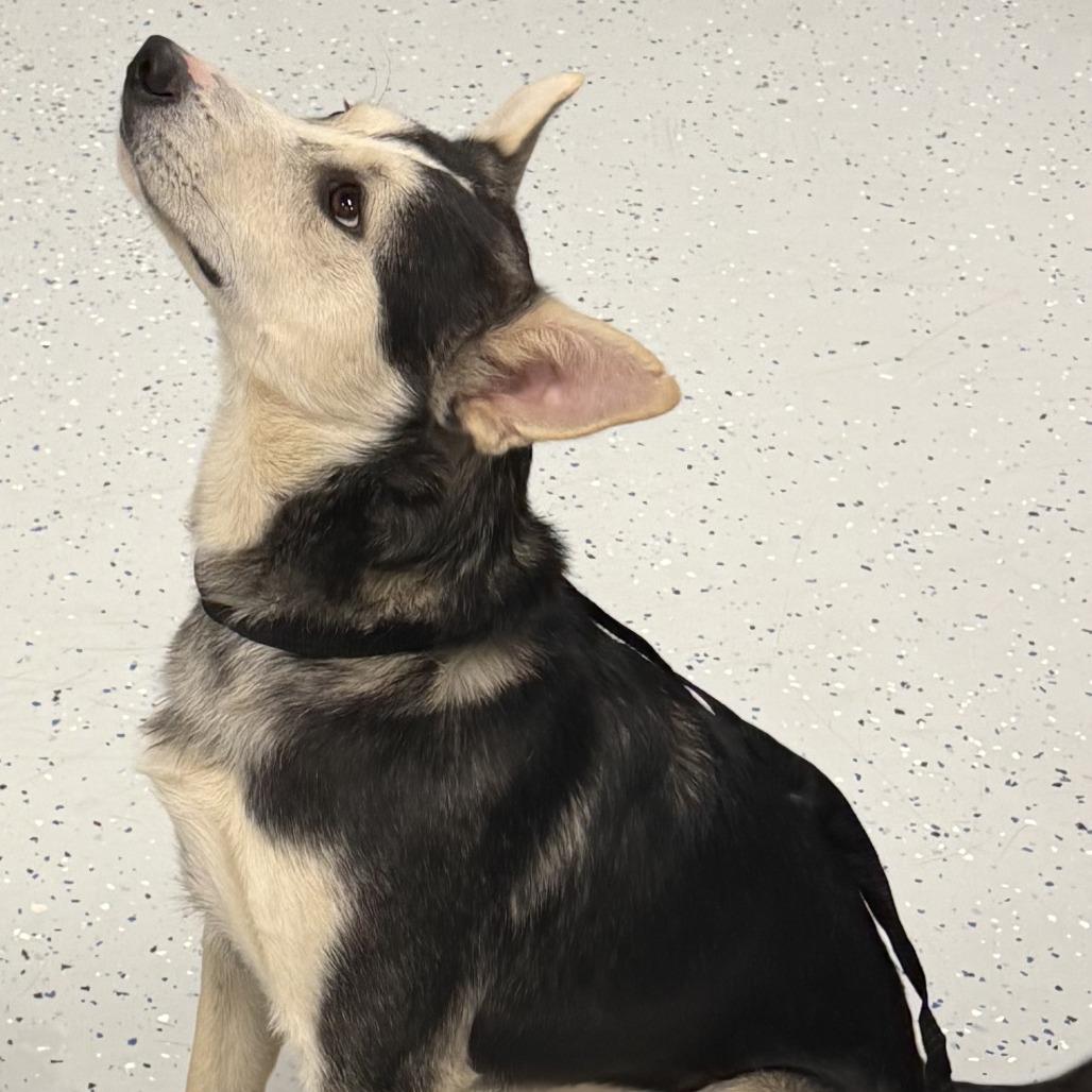 Arturo, Adoptable, Adult Male Husky.
