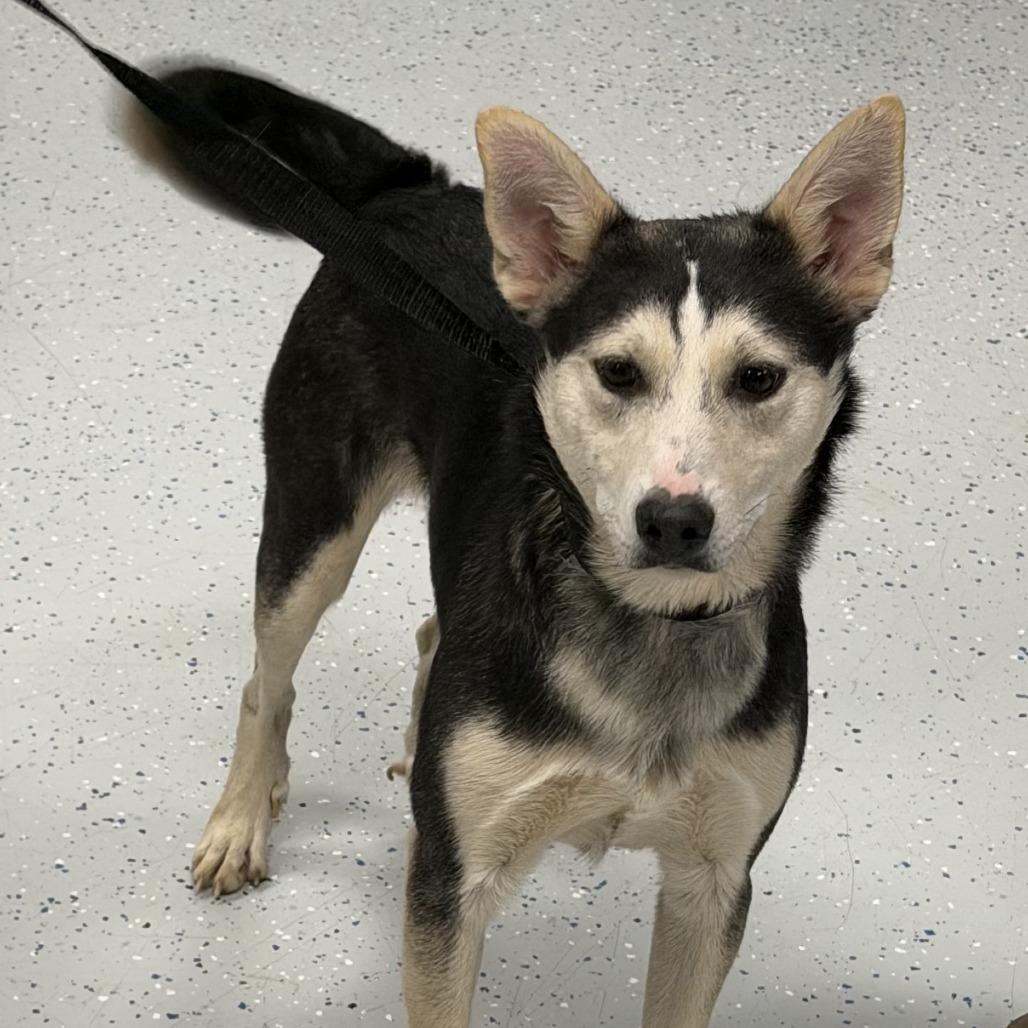 Enlarge Arturo, a Adoptable Husky in Marion, VA image 2/2