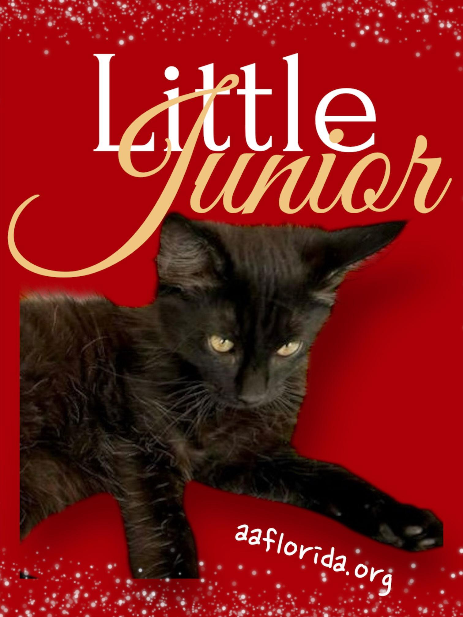 Enlarge Little Junior-Maximus, a Adopted Domestic Medium Hair in Pensacola, FL image 1/1