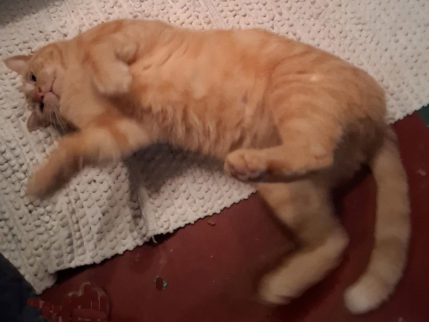 Goldie, a Adoptable Tabby in Mcconnelsville, OH image 1/3