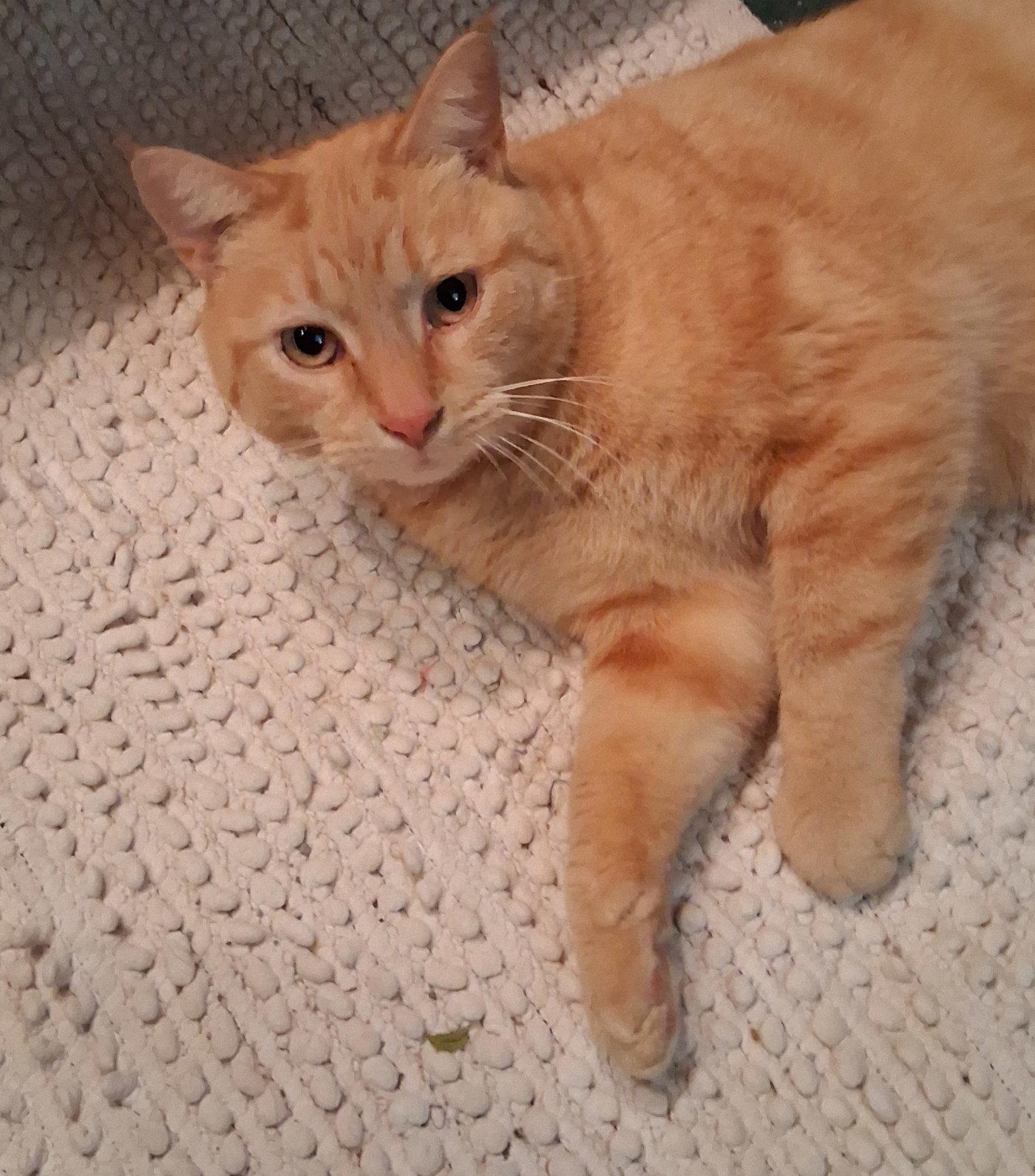 Goldie, a Adoptable Tabby in Mcconnelsville, OH image 2/3
