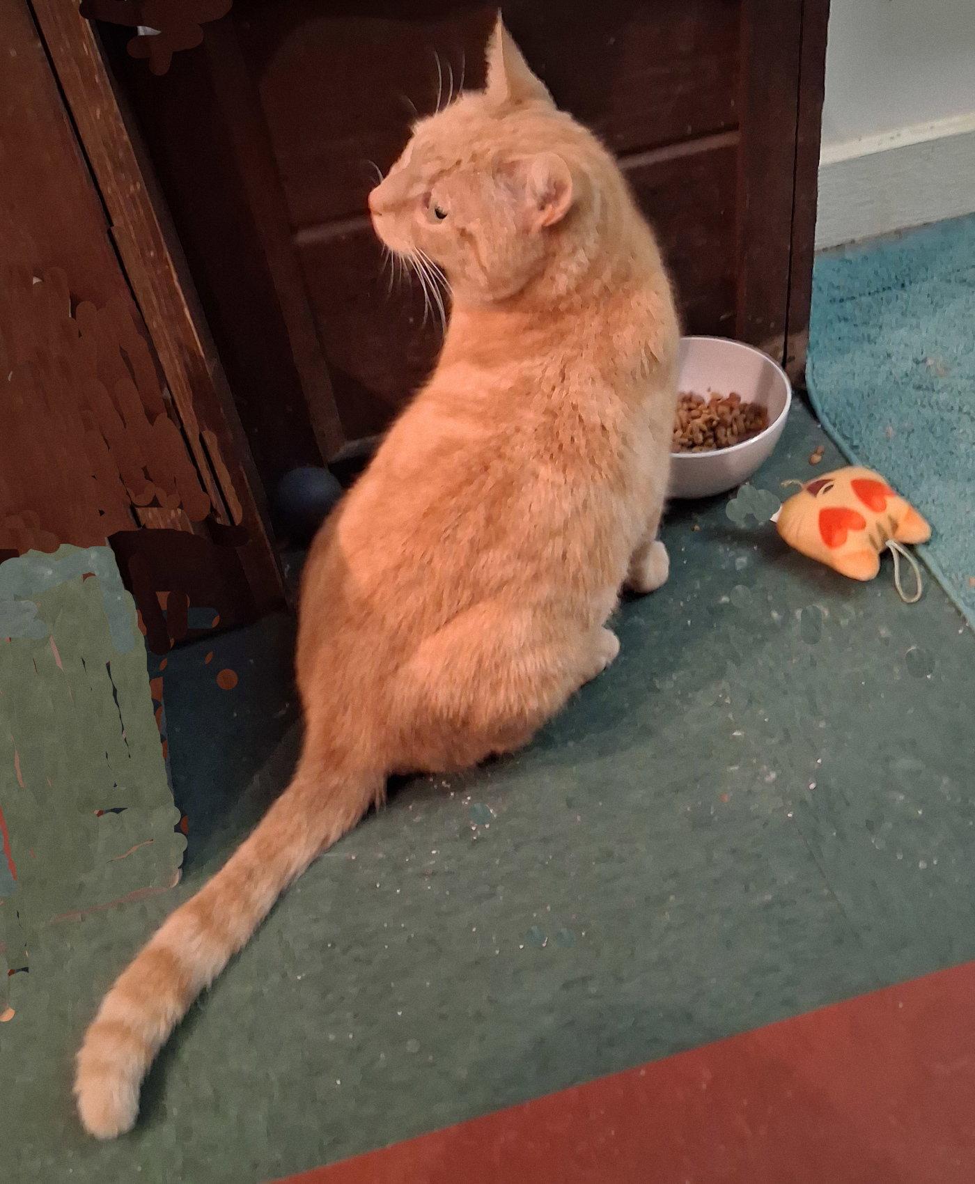 Goldie, a Adoptable Tabby in Mcconnelsville, OH image 3/3