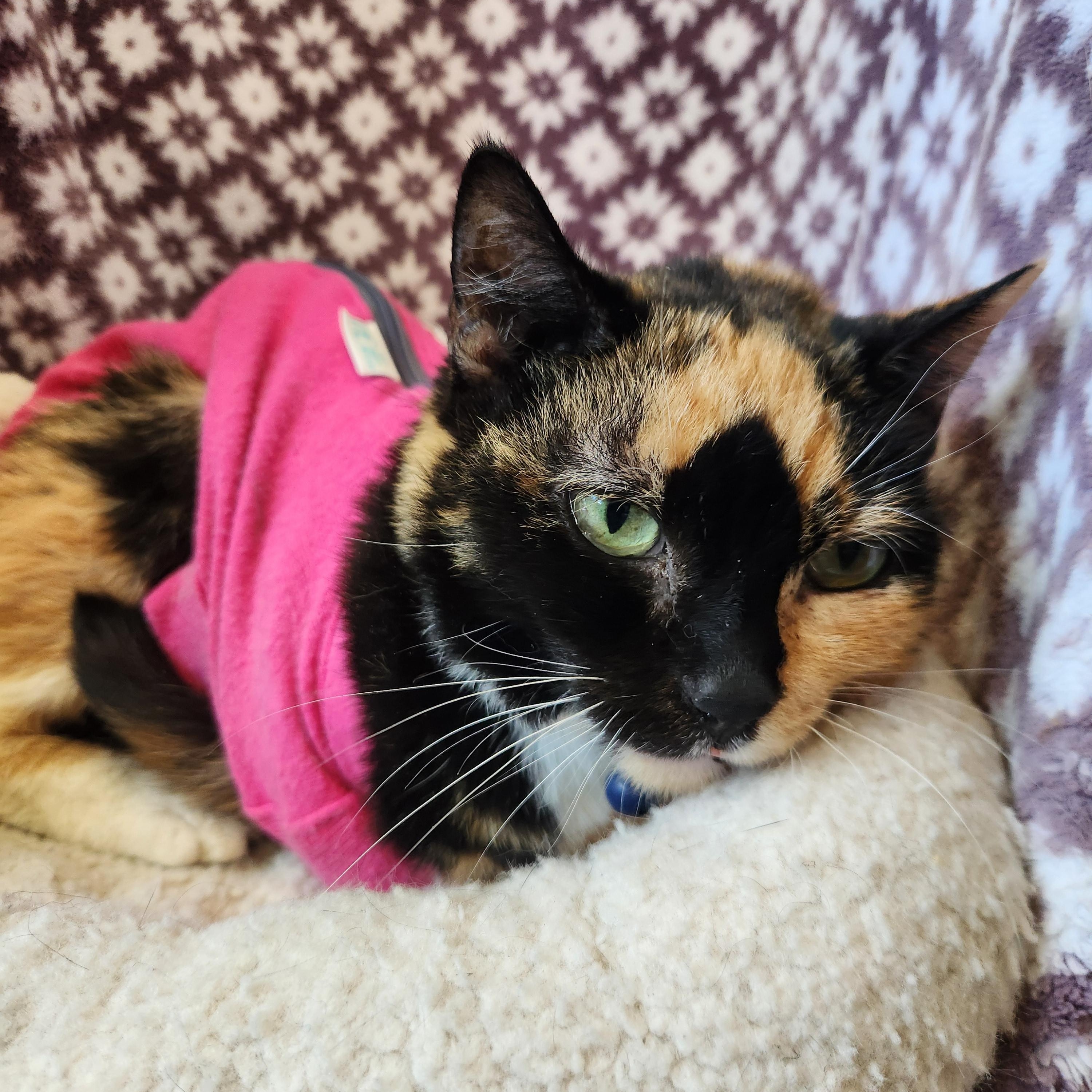 Penelope