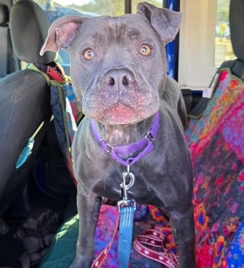 SAUSAGE, Adoptable, Adult Male Boxer & Mixed Breed.