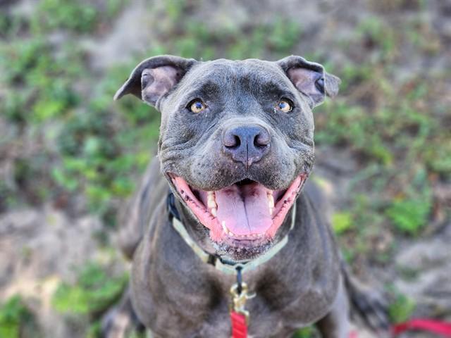 SAUSAGE, Adoptable, Adult Male Pit Bull Terrier.