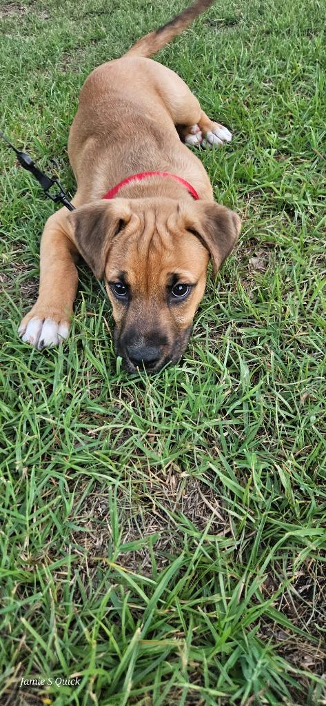 Enlarge Lucky, a Adoptable mixed breed in Raleigh, NC image 1/6