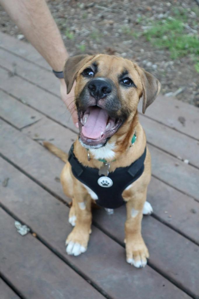Lucky, Adoptable, Puppy Male Mixed Breed.