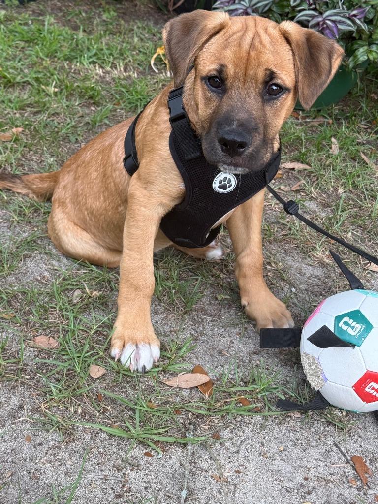 Enlarge Lucky, a Adoptable mixed breed in Raleigh, NC image 3/6