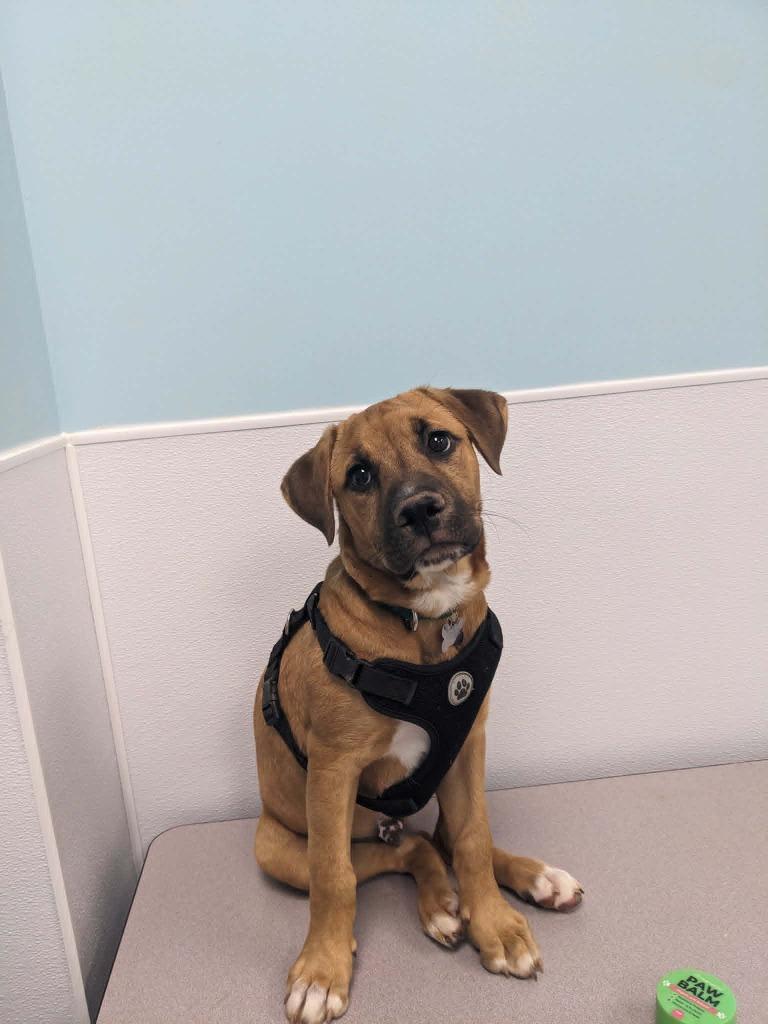 Enlarge Lucky, a Adoptable mixed breed in Raleigh, NC image 4/6