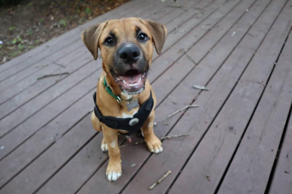 Lucky, a Adoptable mixed breed in Raleigh, NC image 3/6