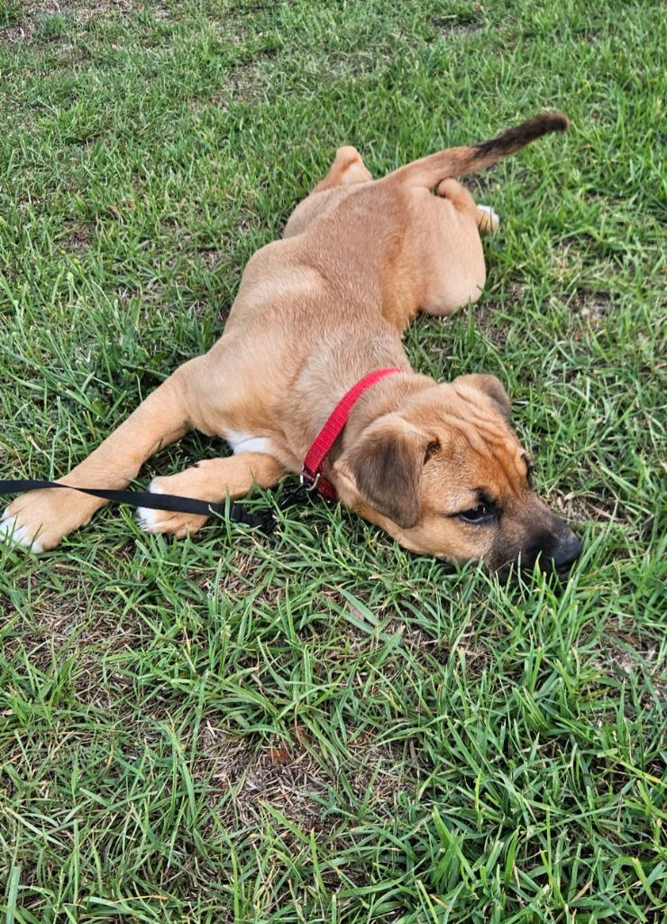 Enlarge Lucky, a Adoptable mixed breed in Raleigh, NC image 5/6