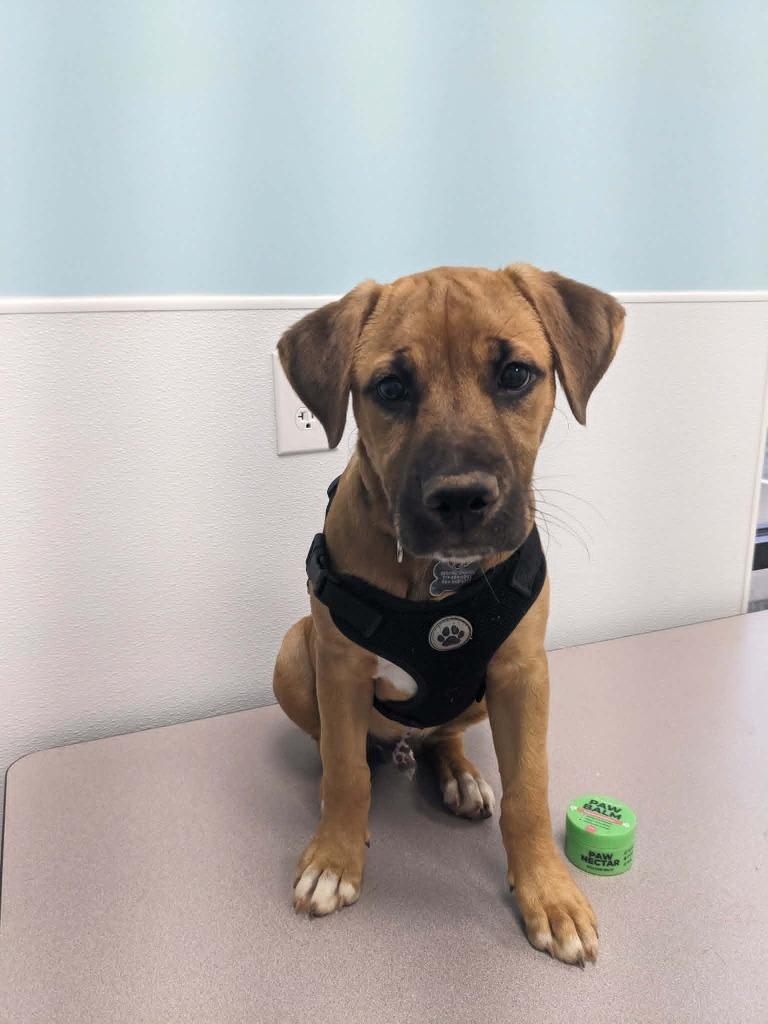 Enlarge Lucky, a Adoptable mixed breed in Raleigh, NC image 6/6