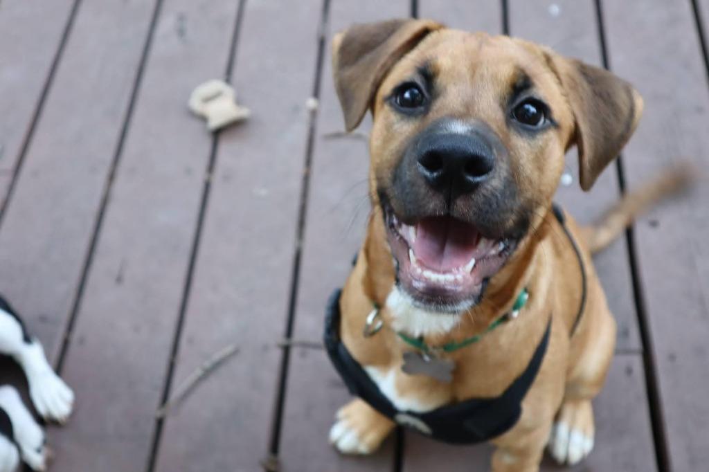 Lucky, a Adoptable mixed breed in Raleigh, NC image 4/6