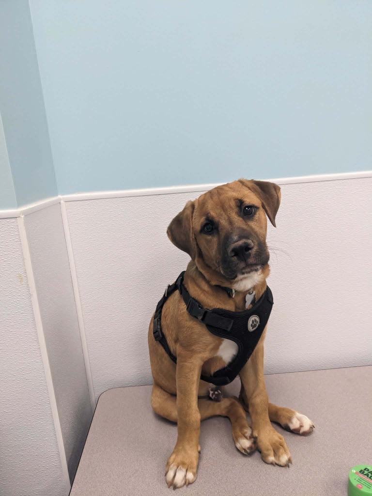 Lucky, a Adoptable mixed breed in Raleigh, NC image 5/6
