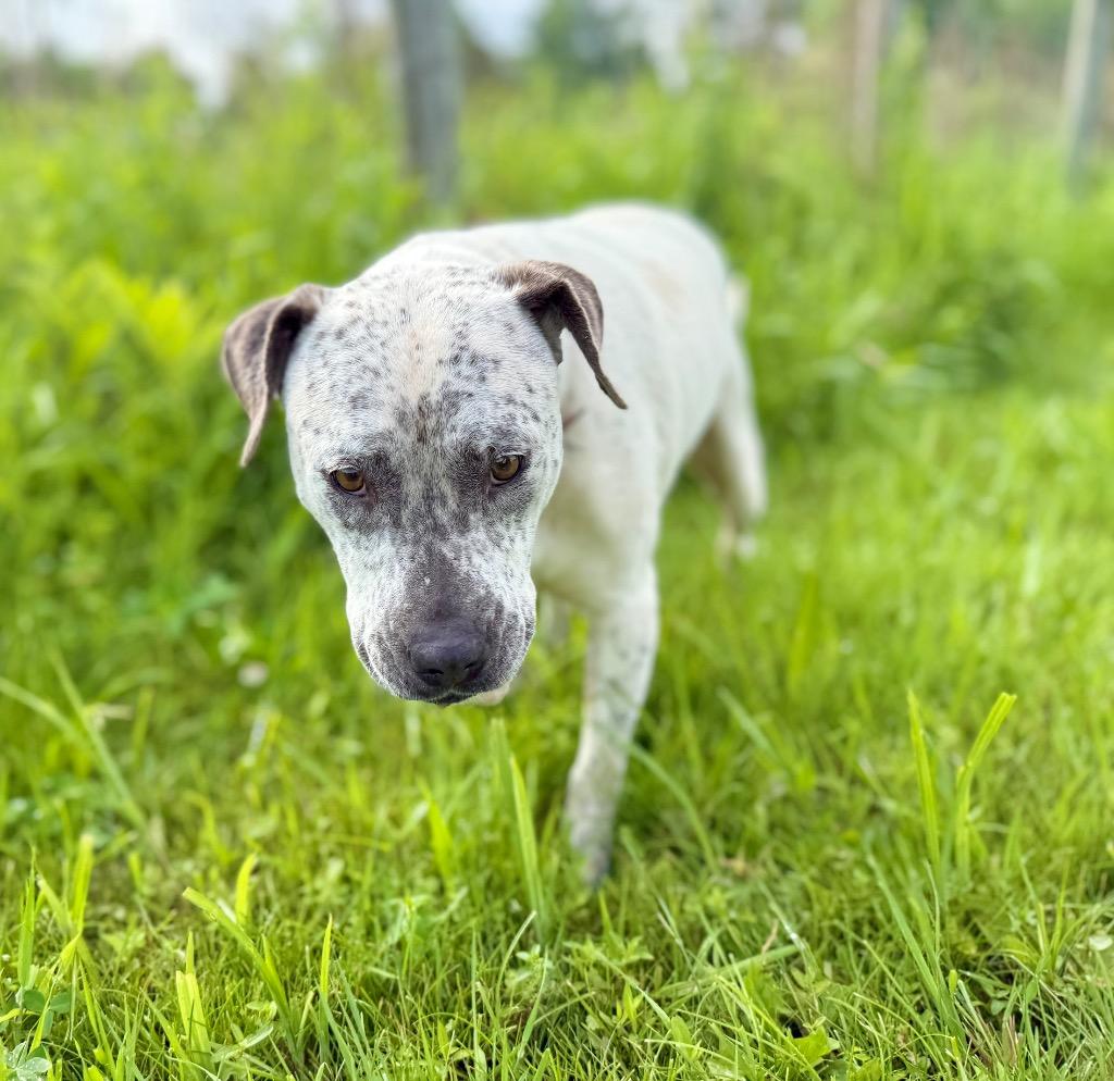 Malaysia, Adoptable, Adult Female Staffordshire Bull Terrier.