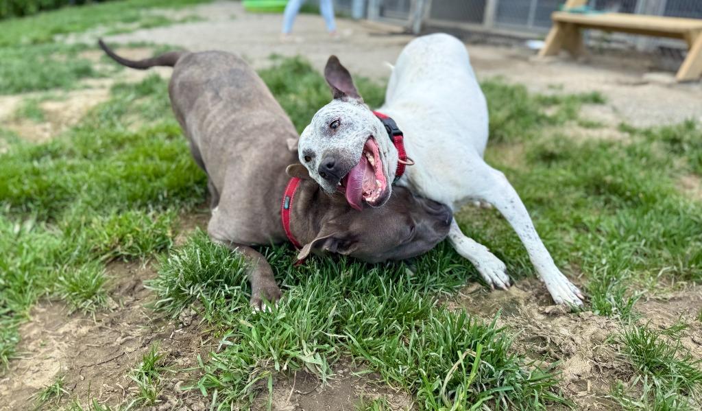 Enlarge Malaysia, a Adoptable Staffordshire Bull Terrier in Hudson, NY image 3/5