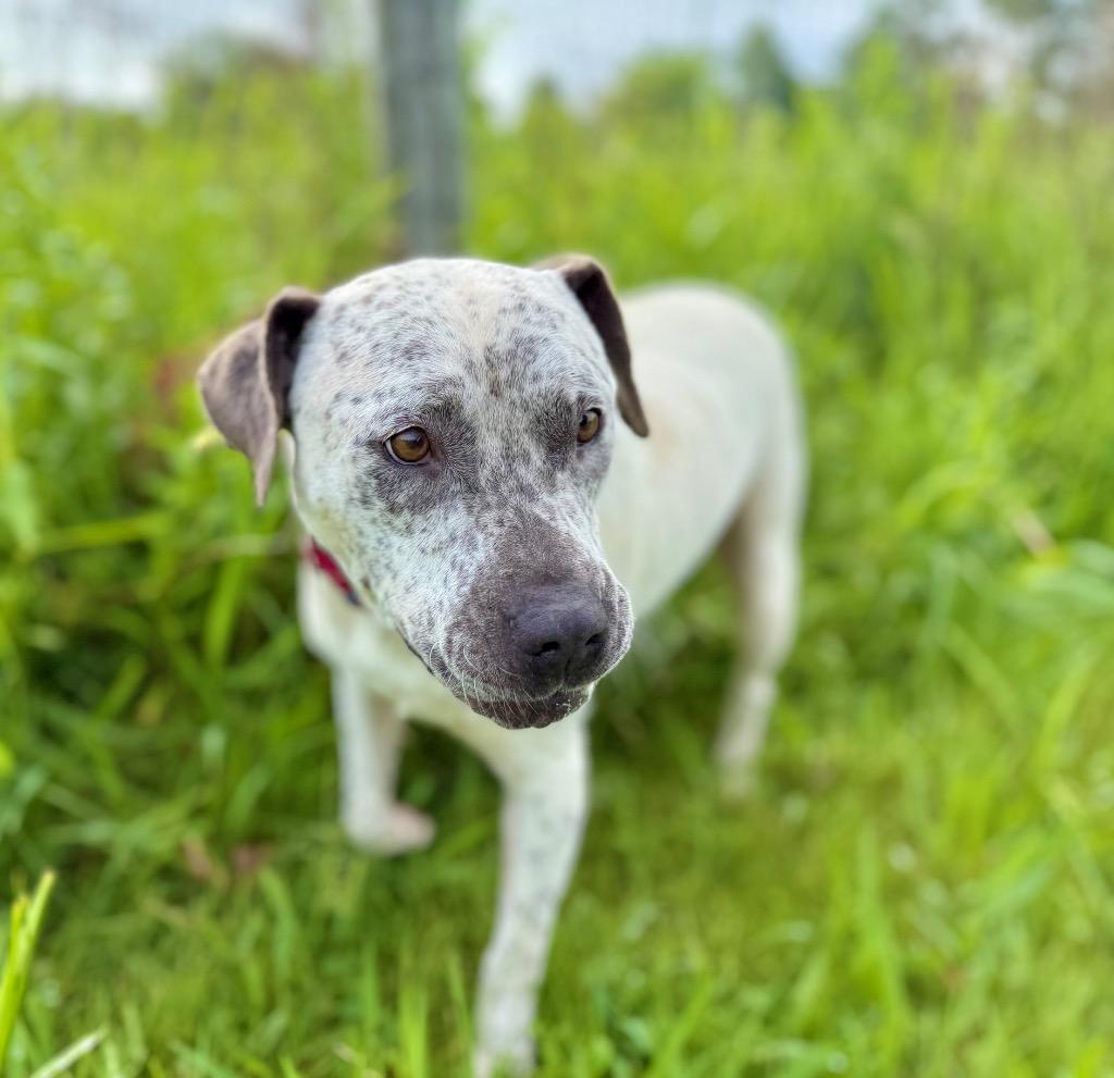 Enlarge Malaysia, a Adoptable Staffordshire Bull Terrier in Hudson, NY image 4/5