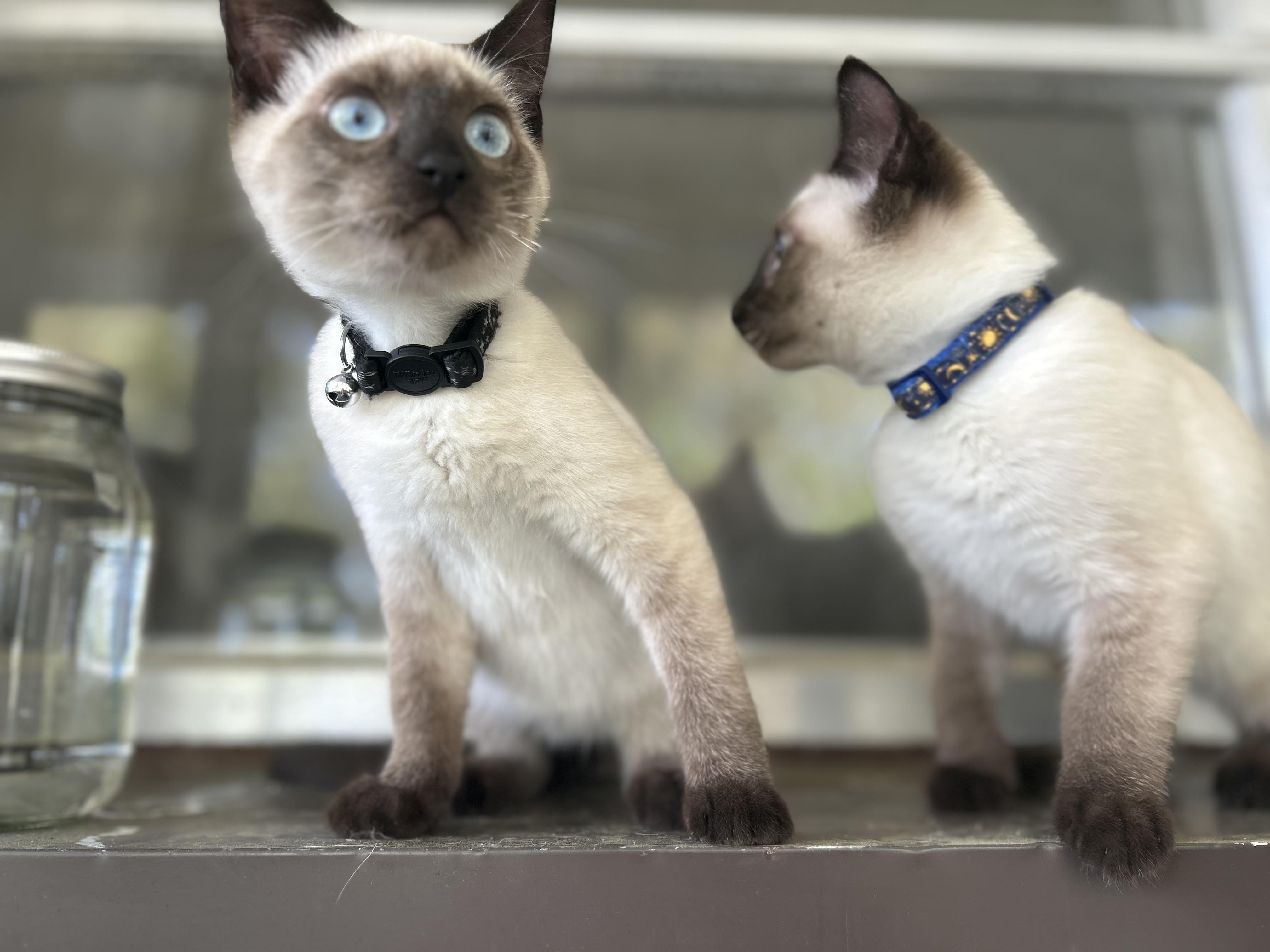 Calyx, Adopted, Young Male Siamese.