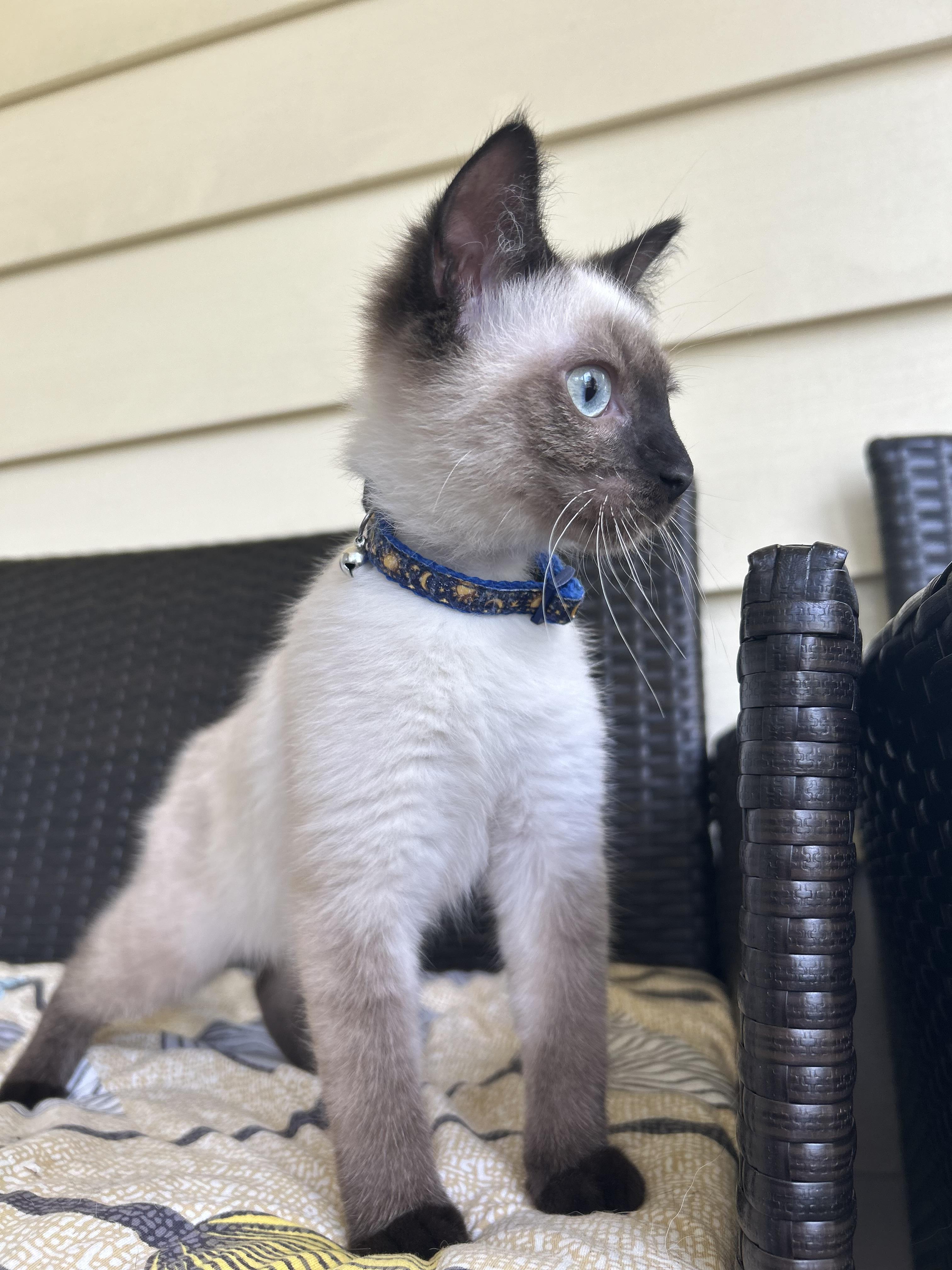 Calyx, a Adopted Siamese in St Petersburg, FL image 3/5