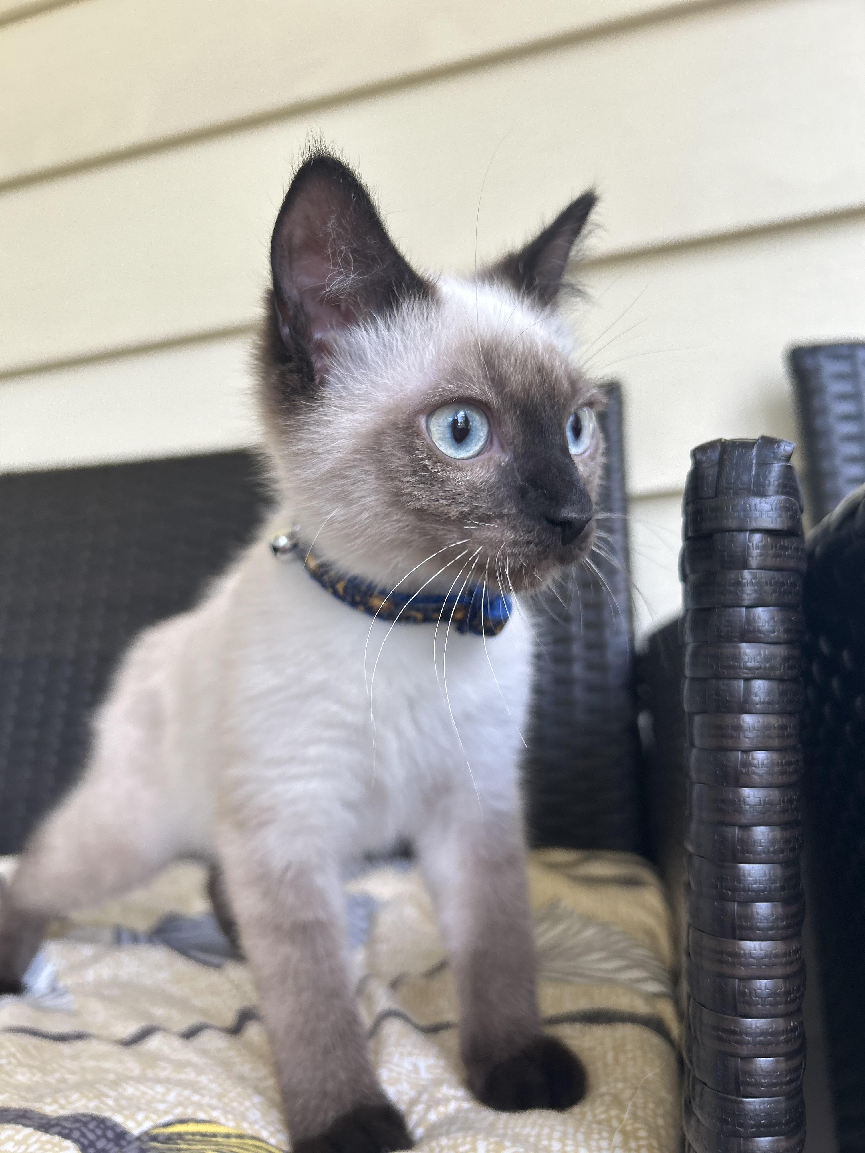 Calyx, a Adopted Siamese in St Petersburg, FL image 4/5