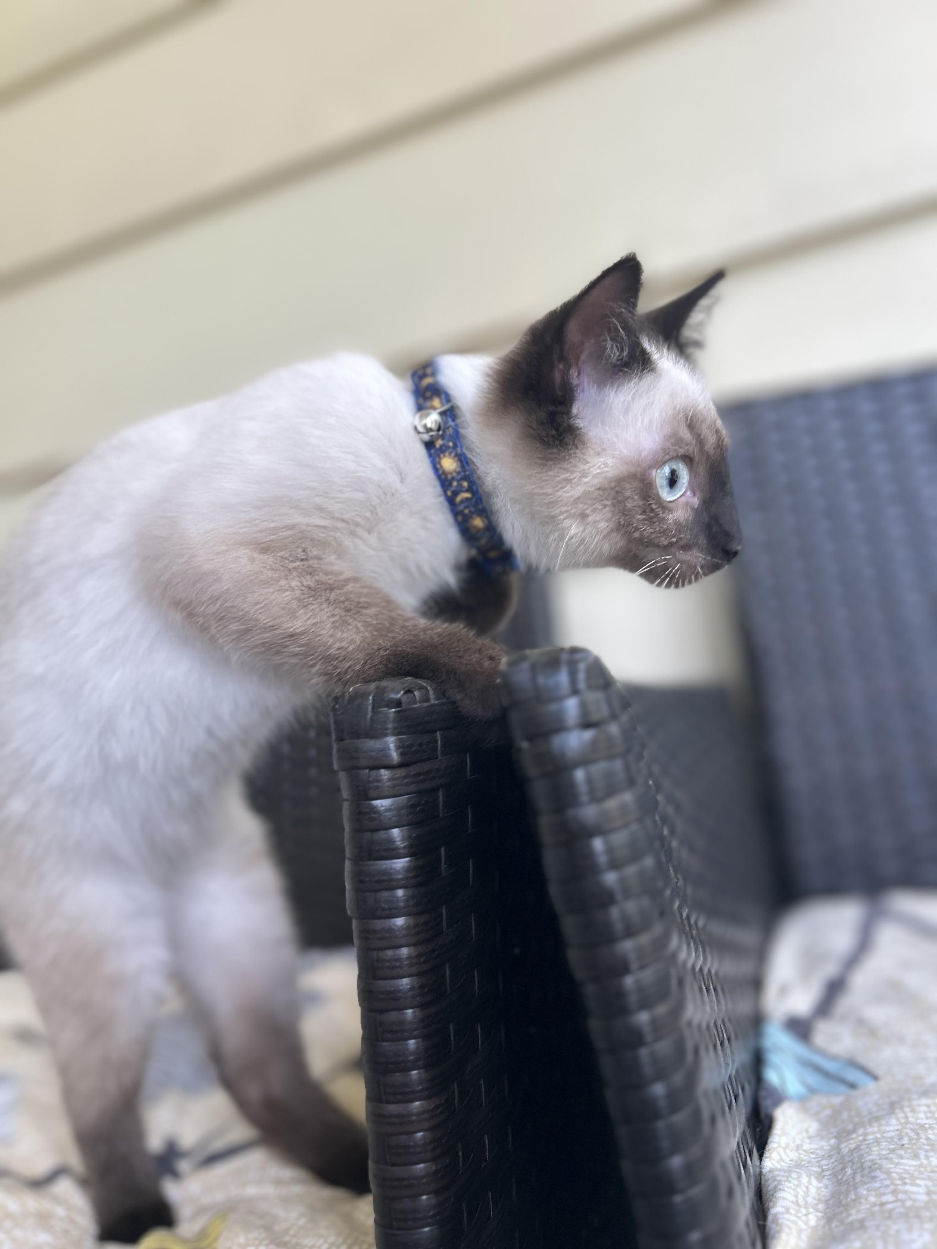 Calyx, a Adopted Siamese in St Petersburg, FL image 5/5