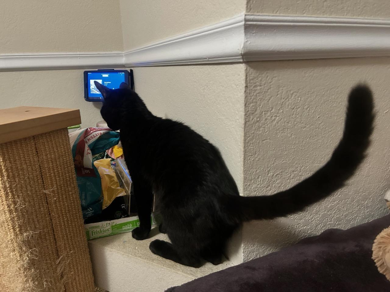 Enlarge ALVIN, a Adoptable mixed breed in Escalon, CA image 3/5