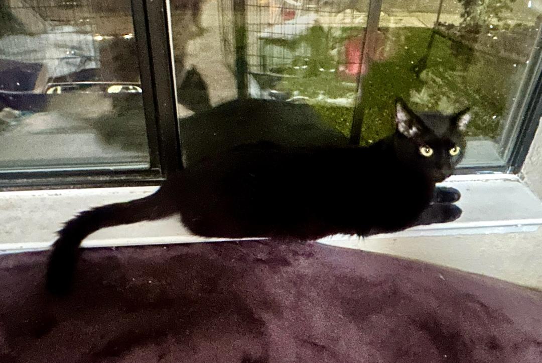 Enlarge ALVIN, a Adoptable mixed breed in Escalon, CA image 2/5