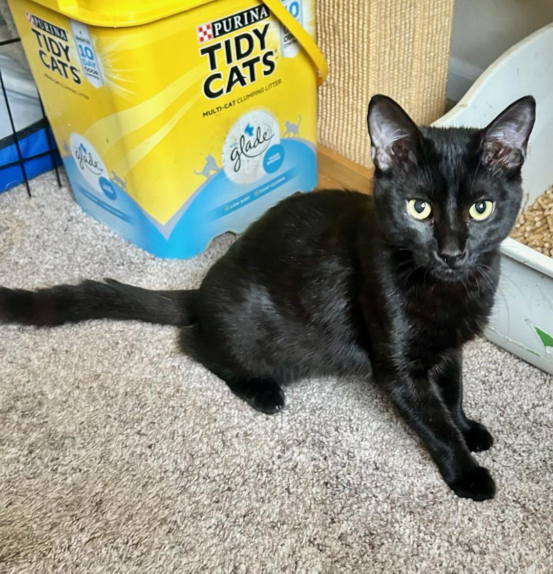 ALVIN, Adoptable, Young Male American Shorthair & Domestic Short Hair.