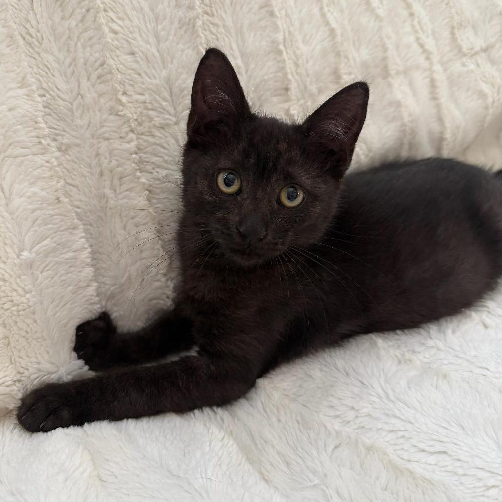 Enlarge ALVIN, a Adoptable mixed breed in Escalon, CA image 5/5