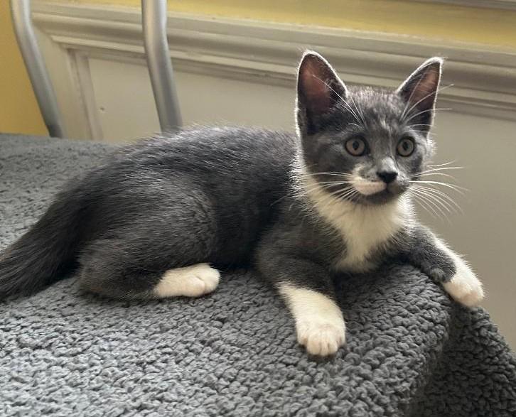 Enlarge Pearl, a Adoptable Domestic Short Hair in Sayreville, NJ image 2/2